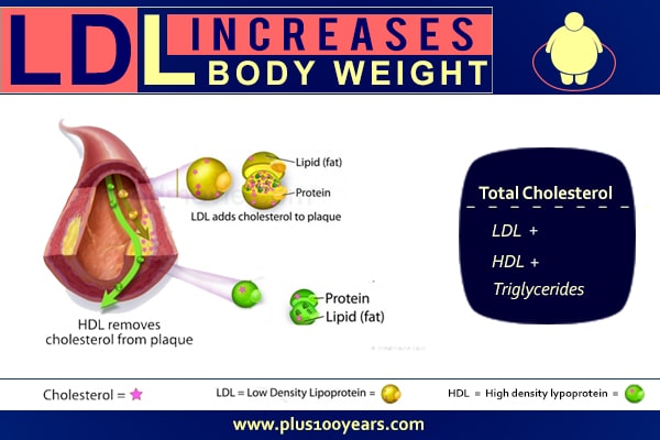 LDL cholesterol increases body weight || LDL cholesterol increases body weight