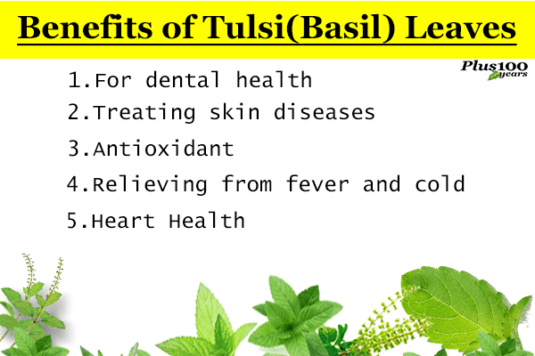 Benefits of Tulsi leaves || Benefits of Tulsi leaves