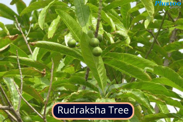 Rudraksha Tree 