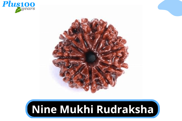 Nine mukhi rudraksha 