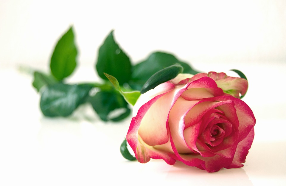 health benefits of rose flower