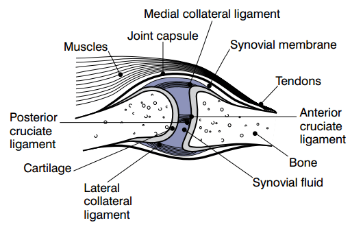 Cartilage joints