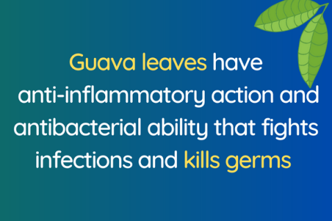 benefits of guava leaves tea