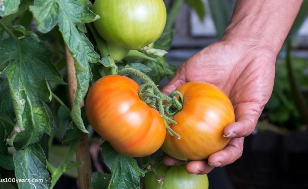 Health Benefits Of Tomatoes