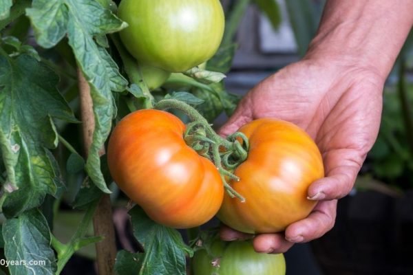 Health Benefits Of Tomatoes