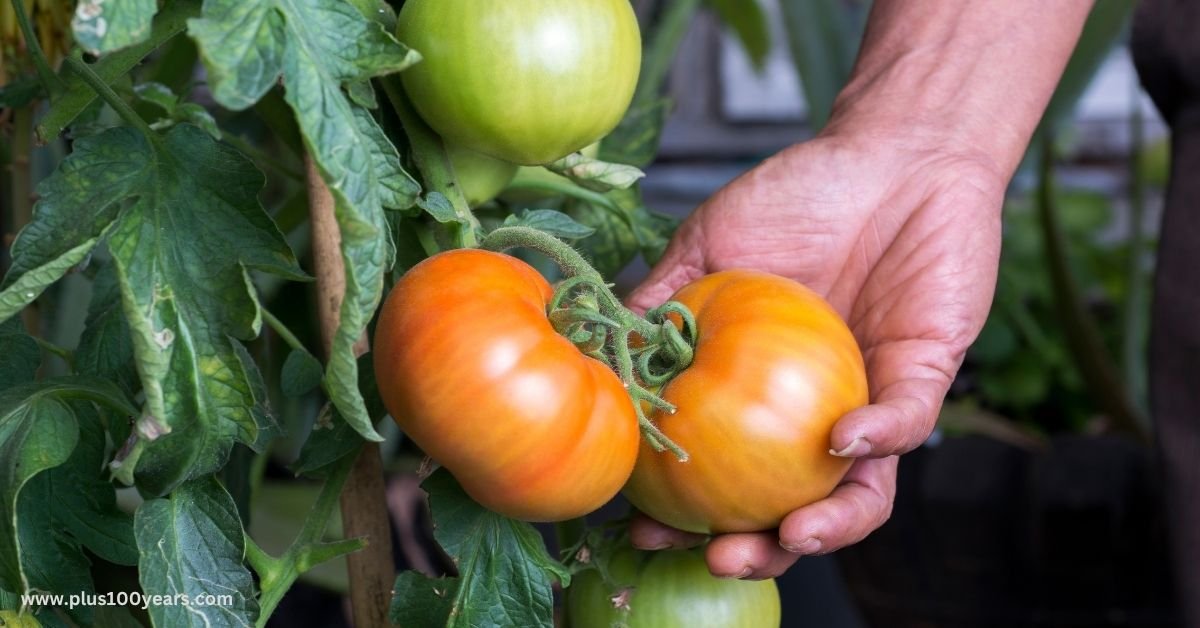 Health Benefits Of Tomatoes