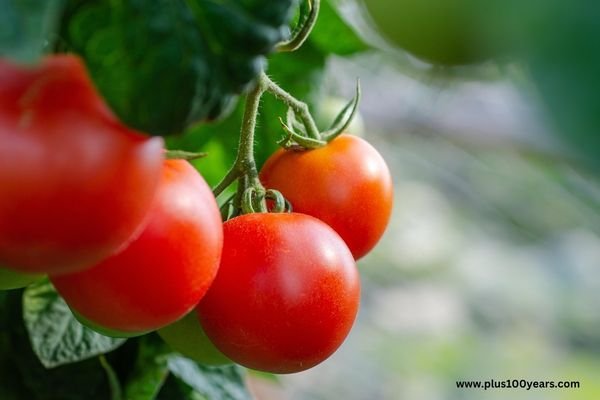 Tomato Soup