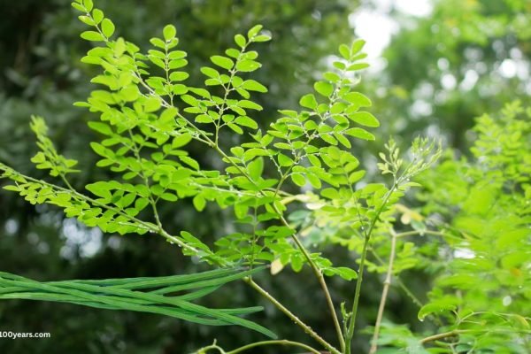 health benefits of drumsticks