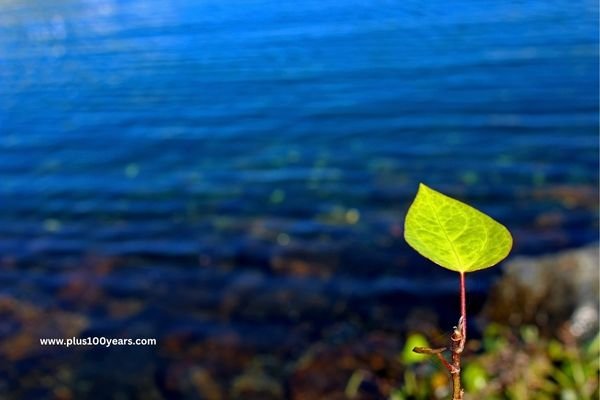 The Art Of Living 32 Timeless Tips For A Fulfilling Life