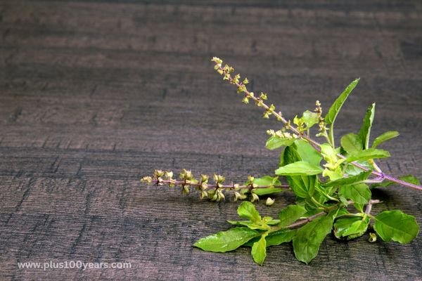 Tulsi Benefits