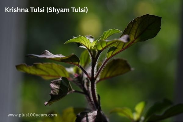 tulsi benefits 