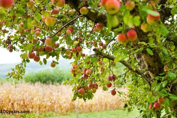 7 Winter Superfruits to Bulletproof Your Immunity and Gut