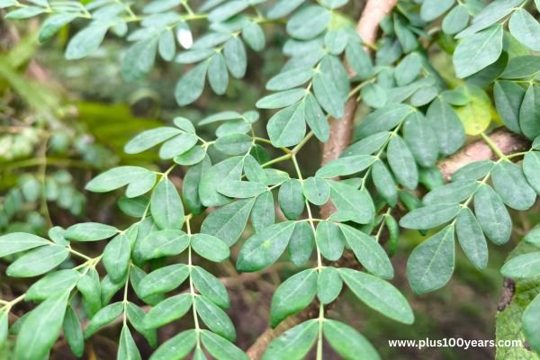 moringa for diabetes 
